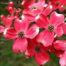 Cornus Comanche Chief Picture of Cornus Comanche Chief (1417)