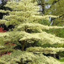 Cornus Controversa Golden Wedding Picture of Cornus Controversa Golden Wedding (1416)