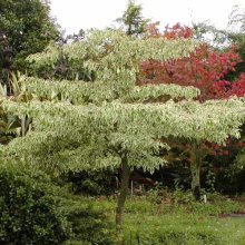 Cornus Controversa Variegata Picture of Cornus Controversa Variegata (1422)