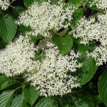 Cornus Controversa Picture of Cornus Controversa (1421)