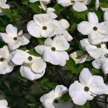 Cornus Eddies White Wonder Picture of Cornus Eddies White Wonder (1430)