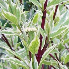 Cornus Elegantissima Picture of Cornus Elegantissima (1411)