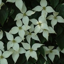 Cornus Elizabeth Lustgarten (Weeping) Picture of Cornus Elizabeth Lustgarten (Weeping) (1424)