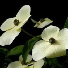 Cornus Greenvale Picture of Cornus Greenvale (7127)