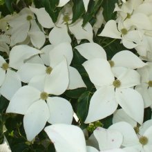 Cornus Milky Way Picture of Cornus Milky Way (1441)