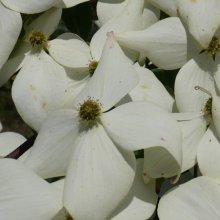 Cornus Moonbeam Picture of Cornus Moonbeam (1443)