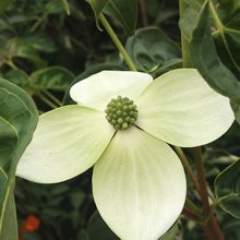 Cornus National Picture of Cornus National (1444)