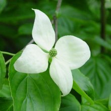 Cornus Pendula (Weeping) Picture of Cornus Pendula (Weeping) (1410)