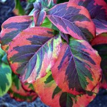 Cornus Rainbow Picture of Cornus Rainbow (1433)