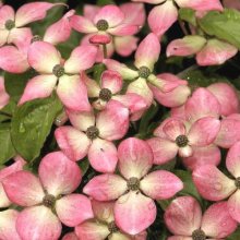 Cornus Satomi L/W Picture of Cornus Satomi L/W (1445)