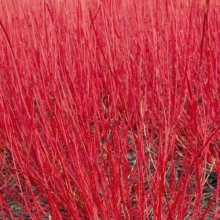 Picture of Cornus Alba Siberica (1413)