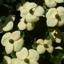 Cornus Southern Cross L/W Picture of Cornus Southern Cross L/W (1446)