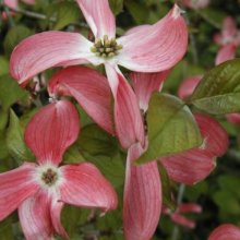 Cornus Spring Song Picture of Cornus Spring Song (1452)