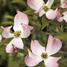 Cornus Stokes Pink Picture of Cornus Stokes Pink (1453)