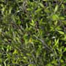 Picture of Corokia Cheesemanii (1461)