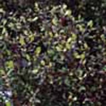 Picture of Corokia Cotoneaster (1462)