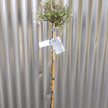 Corokia Frosted Chocolate Std 70cm Picture of Corokia Frosted Chocolate Std 70cm (1465)