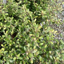Picture of Corokia Frosted Chocolate (1464)