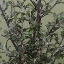 Picture of Corokia Geentys Ghost (1466)