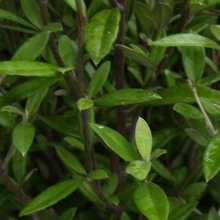 Corokia Geentys Green Std 70cm Picture of Corokia Geentys Green Std 70cm (1468)