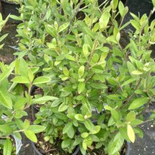 Picture of Corokia Geentys Green (1467)