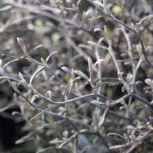 Corokia Silver Ghost Picture of Corokia Silver Ghost (5871)