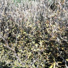 Corokia Silver Prince Picture of Corokia Silver Prince (10432)