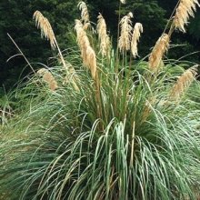 Cortaderia Fulvida Picture of Cortaderia Fulvida (7370)