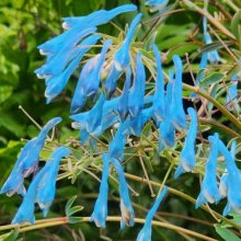 Corydalis Porcelain Blue Picture of Corydalis Porcelain Blue (28873)