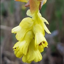 Picture of Corylopsis Spicata (7128)