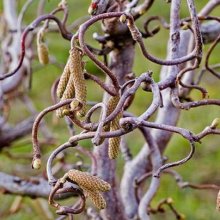 Corylus Avellana Contorta H/W Picture of Corylus Avellana Contorta H/W (1477)