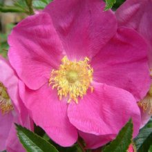 Picture of Corylus-Rose (1476)