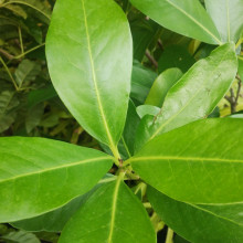 Corynocarpus Laevigatus Picture of Corynocarpus Laevigatus (1479)
