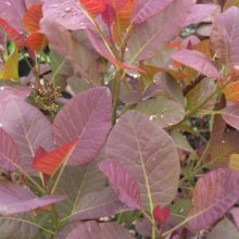 Cotinus Grace Std Picture of Cotinus Grace Std (30645)