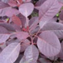Cotinus Purpurea Picture of Cotinus Purpurea (1485)