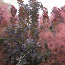 Cotinus Royal Purple Picture of Cotinus Royal Purple (1486)