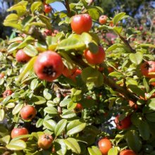 Cotoneaster Dammeri Picture of Cotoneaster Dammeri (1491)