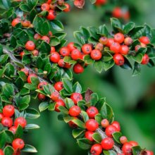 Cotoneaster Horizontalis Std 90cm Picture of Cotoneaster Horizontalis Std 90cm (1494)