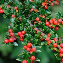 Cotoneaster Horizontalis Picture of Cotoneaster Horizontalis (1493)