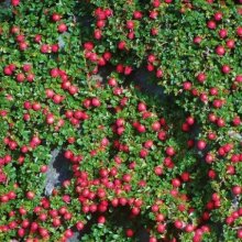 Cotoneaster Thymifolius Std Picture of Cotoneaster Thymifolius Std (9686)