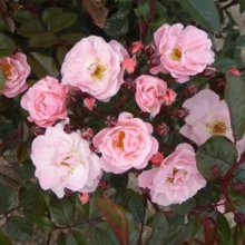 Cottage Garden-Rose Picture of Cottage Garden-Rose (1498)