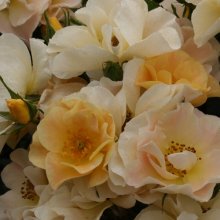 Cottage Maid-Rose Picture of Cottage Maid-Rose (1499)
