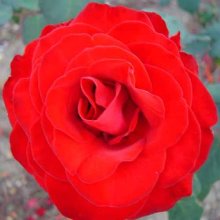 Courage-Rose Picture of Courage-Rose (1506)