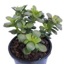 Crassula Argentea Minima Picture of Crassula Argentea Minima (29565)