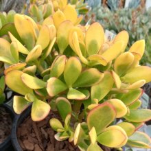 Crassula Ovata Picture of Crassula Ovata (6442)