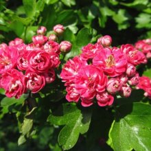Crataegus Pauls Scarlet Picture of Crataegus Pauls Scarlet (7815)