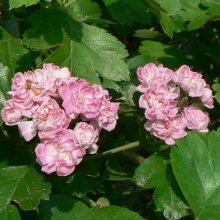 Crataegus Rosea Flore Pleno Picture of Crataegus Rosea Flore Pleno (1548)
