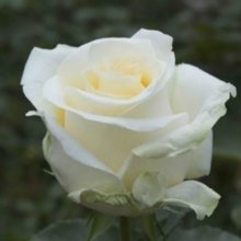 Creme De La Creme-Rose Picture of Creme De La Creme-Rose (6251)