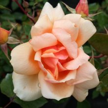 Picture of Crepuscule Std Weeper 1.8m-Rose (1551)