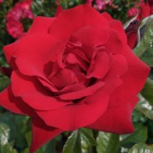 Crimson Bouquet Std 80cm-Rose Picture of Crimson Bouquet Std 80cm-Rose (1554)